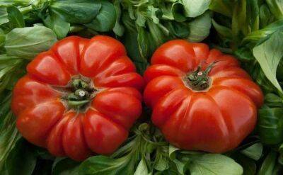 Елен Гутыро - 3 ингредиента – и готов раствор для подкормки томатов в июне: результат заставит соседей завидовать - sadogorod.club