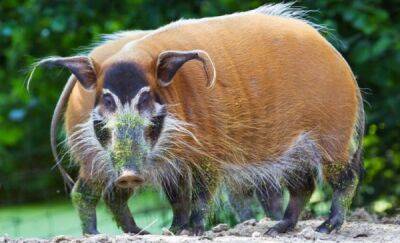 Кистеухая свинья: Злобные хрюшки, которые терроризируют Африку - porosenka.net - Конго - Сенегал