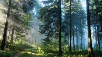 4 совета на случай, если когда-то вы заблудитесь в лесу - lifehelper.one