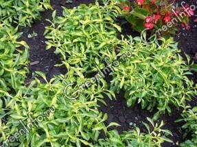 Альтернантера – ковровое растение для клумб - sadogorod.club