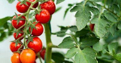 Помидоры в открытом грунте: премудрости выращивания и лучшие сорта полевых томатов - sadogorod.club