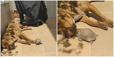 “Я сплю”: пёс отодвинул надоедливую черепашку - mur.tv