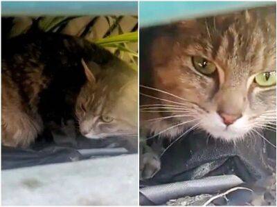 Мать-кошка закрывала своим телом котят, пряча их от дождя - mur.tv