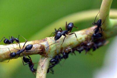 Как избавиться от садовых муравьев в огороде: деревенская хитрость - sadogorod.club