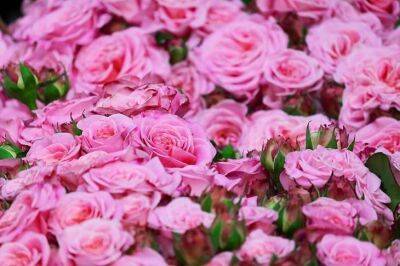 Ольга Котова - Важные моменты по уходу за розами весной: летом они отблагодарят пышным и ярким цветением - sadogorod.club