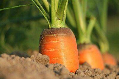 Какая ошибка при уходе за морковью становится причиной прекращения роста корнеплода - sadogorod.club
