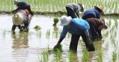 Рис вовсе не влаголюбивая культура, но почему тогда его выращивают в воде - lifehelper.one - Россия - Австралия - Бразилия - Турция