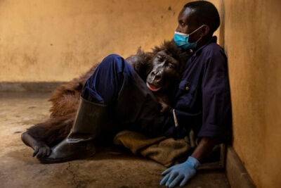 В Африке умерла горилла, ставшая знаменитой после селфи с сотрудником парка - porosenka.net - Конго