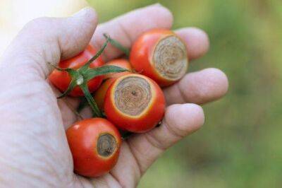 Как можно уменьшить заболеваемость томатов? - sadogorod.club