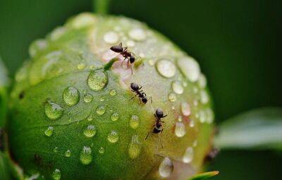 Ловчий пояс: хитрость, которая поможет избавиться от муравьев и тли на плодовых деревьях - belnovosti.by