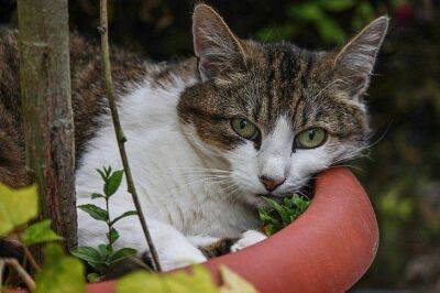 Как защитить ваш огород от соседских кошек: простой способ - sadogorod.club