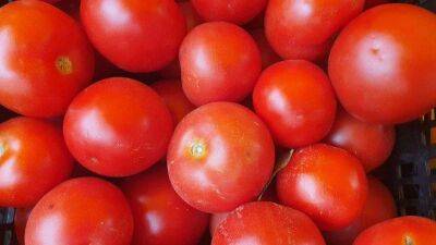 Помидоры и перцы завалят урожаем вкусных и крупных плодов, если их подкормить обычным пшеном - sadogorod.club