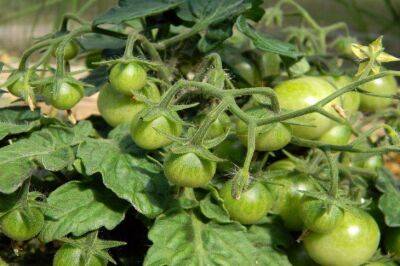 Нужно окучивать два раза: 5 секретов урожайности томатов, о которых знают старожилы - sadogorod.club