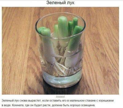 ​8 овощей, которые можно купить один раз, а потом выращивать всегда - polsov.com