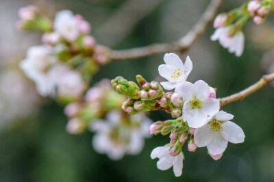 Сад во время цветения: 6 работ, которые нельзя пропустить - sadogorod.club