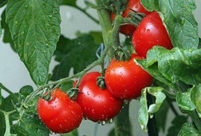 Простой рецепт подкормки для томатов подарит урожай, о котором все мечтают - sadogorod.club