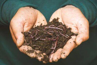 Дождевые черви могут стать альтернативой дорогостоящим удобрениям - sadogorod.club
