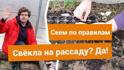 Посев свёклы на рассаду — в чем преимущества и как правильно посадить? - sadogorod.club