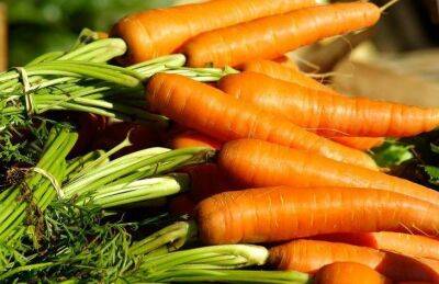 Ольга Котова - Выращиваем крупную морковь: учитывайте, что росло до моркови на этом участке и следуйте рекомендациям - sadogorod.club