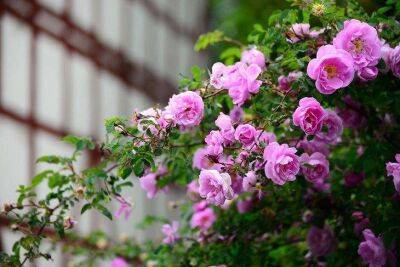 Не спешите расставаться с неудачно перезимовавшим кустом розы: как такие растения спасают опытные цветоводы - sadogorod.club