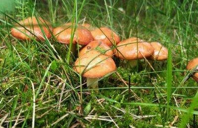 Как посадить лесные грибы на даче: 2 простых способа - sadogorod.club