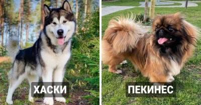 14 известных пород собак, которые оказались очень древними - porosenka.net - Россия - Египет