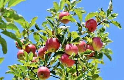 Ольга Котова - 5 растений, которые нельзя сажать у яблони, если хотите получить хороший урожай - sadogorod.club