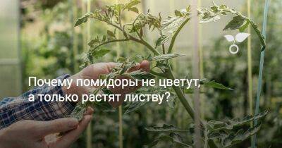 Почему помидоры не цветут, а только растят листву? - sadogorod.club