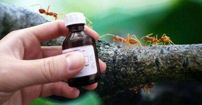 Как избавиться от муравьев на грядке: советы соседа, в прошлом опытного агронома - lifehelper.one
