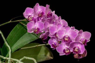 Елен Гутыро - Как сохранить роскошный букет орхидей в вазе, чтобы простоял целый месяц: простая хитрость - sadogorod.club