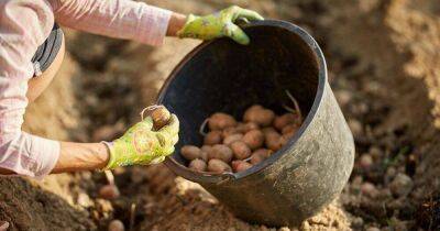 Как правильно садить картошку, чтобы не пожалеть о скудном урожае - lifehelper.one - Россия