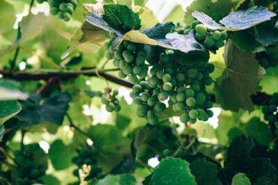 Игорь Зур - Названы 2 самые важные обработки винограда: секрет богатого урожая - sadogorod.club