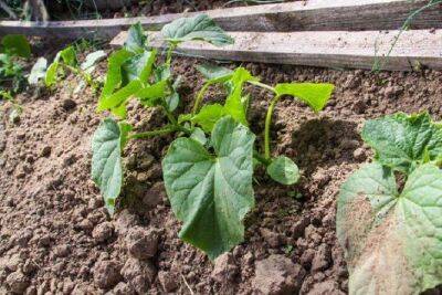 Что посадить рядом с огурцами для увеличения урожая овоща в два раза: совет бывалых огородников - sadogorod.club