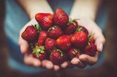 Елен Гутыро - Секретная подкормка – и клубника дает огромные сладкие ягоды: удобрение творит настоящие чудеса даже с чахлыми кустами - sadogorod.club