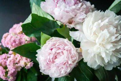 Елен Гутыро - Чем подкормить пионы весной, чтобы летом они очаровали своим невероятно пышным цветением - sadogorod.club