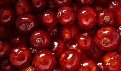Секретная подкормка для смородины, чтобы ягоды были размером со сливу: дачная хитрость - sadogorod.club