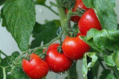 Что положить в лунки для помидор при посадке, чтобы они росли, как на дрожжах и давали хороший урожай - sadogorod.club