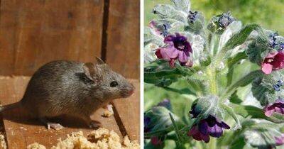 Высадите в огород два лекарственных растения, и мыши будут обходить ваш участок стороной - lifehelper.one