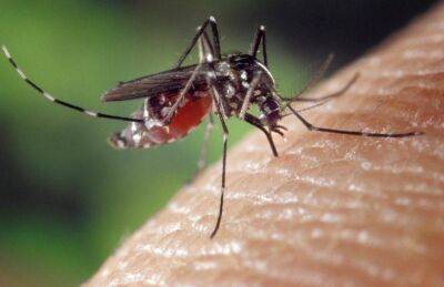 Марин Михалап - Как успокоить кожу после укуса комара: 3 проверенных способа - lifehelper.one