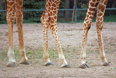 Врачи спасли жирафёнка, сделав ему скобы для ног - mur.tv - Россия - Сша - New York - Сан-Диего