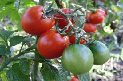 Елен Гутыро - Какой овощ надо посадить рядом с томатами, чтобы невероятный урожай сразил наповал: простая хитрость - sadogorod.club