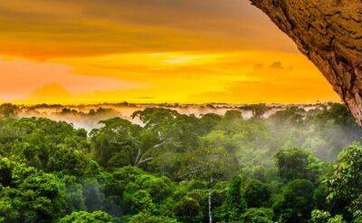11 красивейших лесов нашей планеты, от которых захватывает дух - fokus-vnimaniya.com - Колумбия - Бразилия - Коста Рика - Венесуэла - Боливия