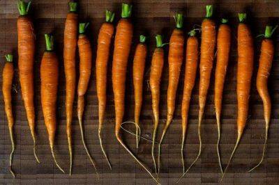Как вырастить морковь без трещин: хитрости выращивания ровной и крупной моркови - sadogorod.club