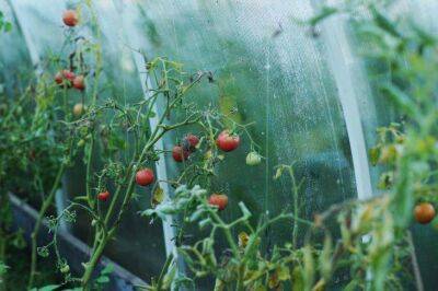 Игорь Зур - Что сделать после посадки томатов в грунт, чтобы повысить урожайность: советы огородникам - sadogorod.club