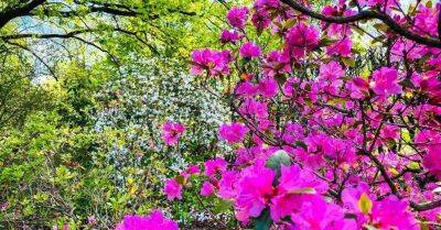 ФОТО. Тюльпаны, рододендроны, яблони: Как выглядит весна в Национальном ботаническом саду в Саласпилсе - sadogorod.club