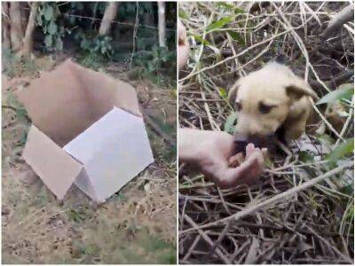 Маленькие щенята пищали в коробке возле леса - mur.tv