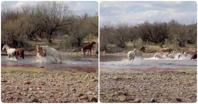Как дикие лошади отстаивают территорию - mur.tv - штат Аризона