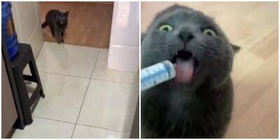 Необычная реакция кошечки на лекарство - mur.tv