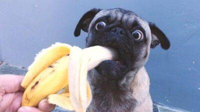 Можно ли собакам бананы - lifehelper.one