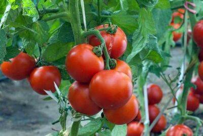 5 досадных ошибок при высадке рассады томатов в теплицу и на огород - sadogorod.club